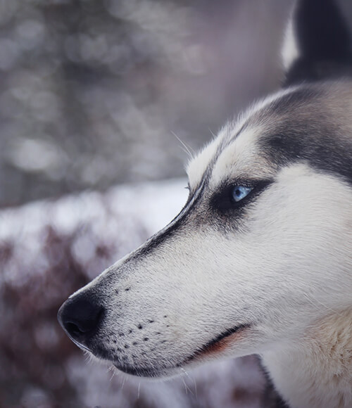 Hotel Dunza - Sibirischer Husky